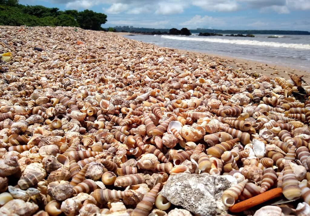 beach with shells in goa