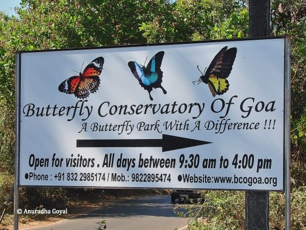 butterfly park in goa
