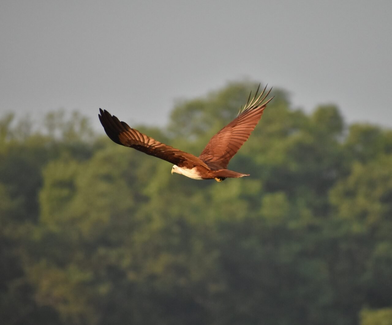 Chorao Island Birdwatching Expedition: A Morning Quest