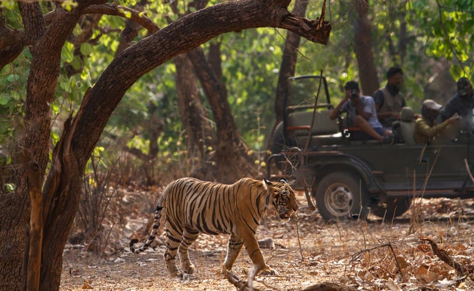 tiger safari trips in goa