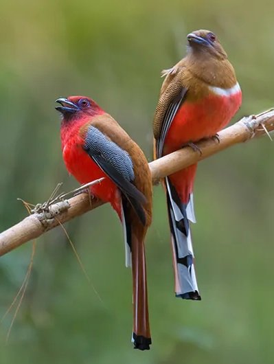 Sunset Symphony: Birding at Olaulim Backwaters